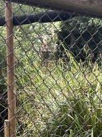 IMG_5606.jpeg