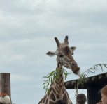 IMG_2204.jpeg