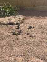 IMG_5785.jpeg