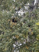 IMG_5953.jpeg IMG_5953.jpeg