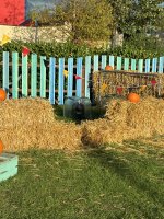 IMG_0285.jpeg