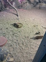 IMG_0279.jpeg
